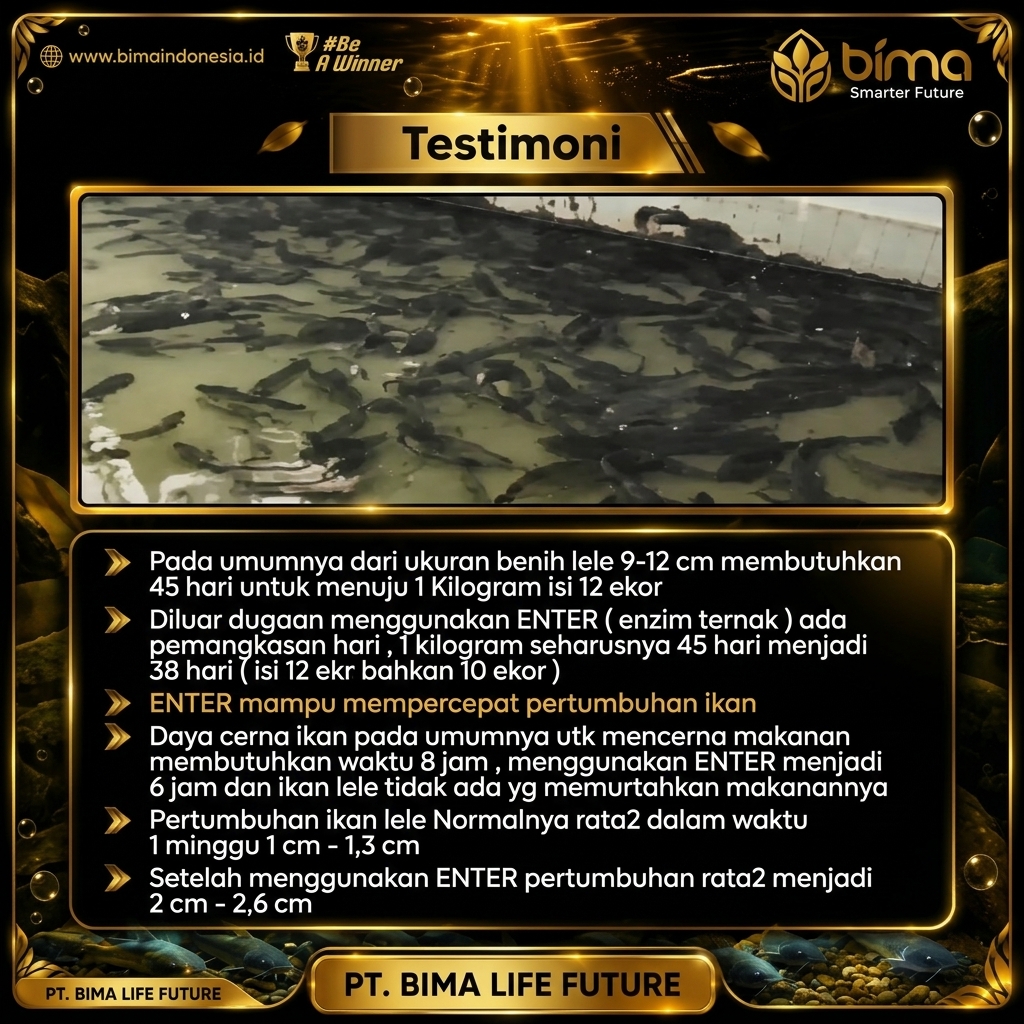 Testimoni Enter Pada Lele
