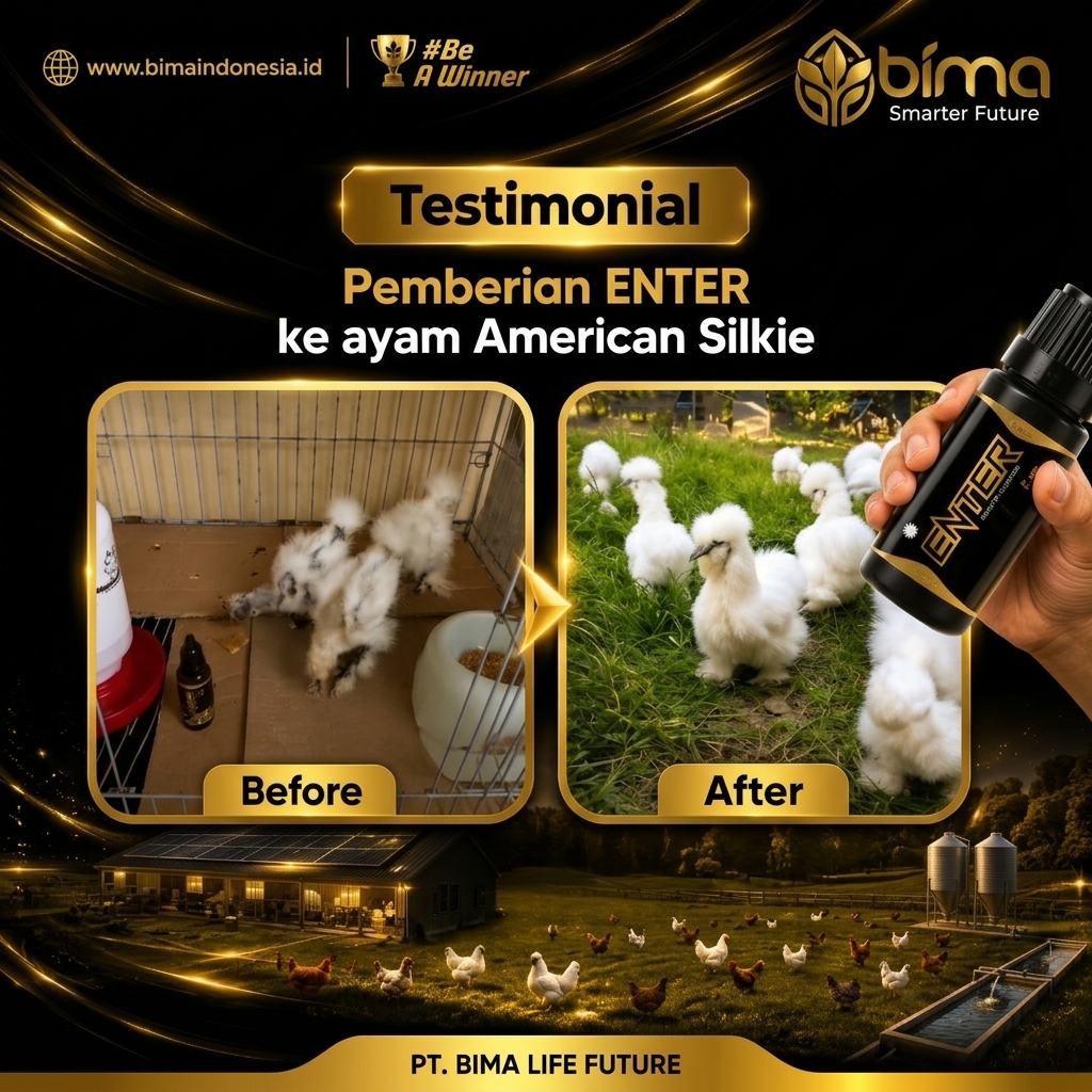Testimoni Enter Pada Ayam American Silkie